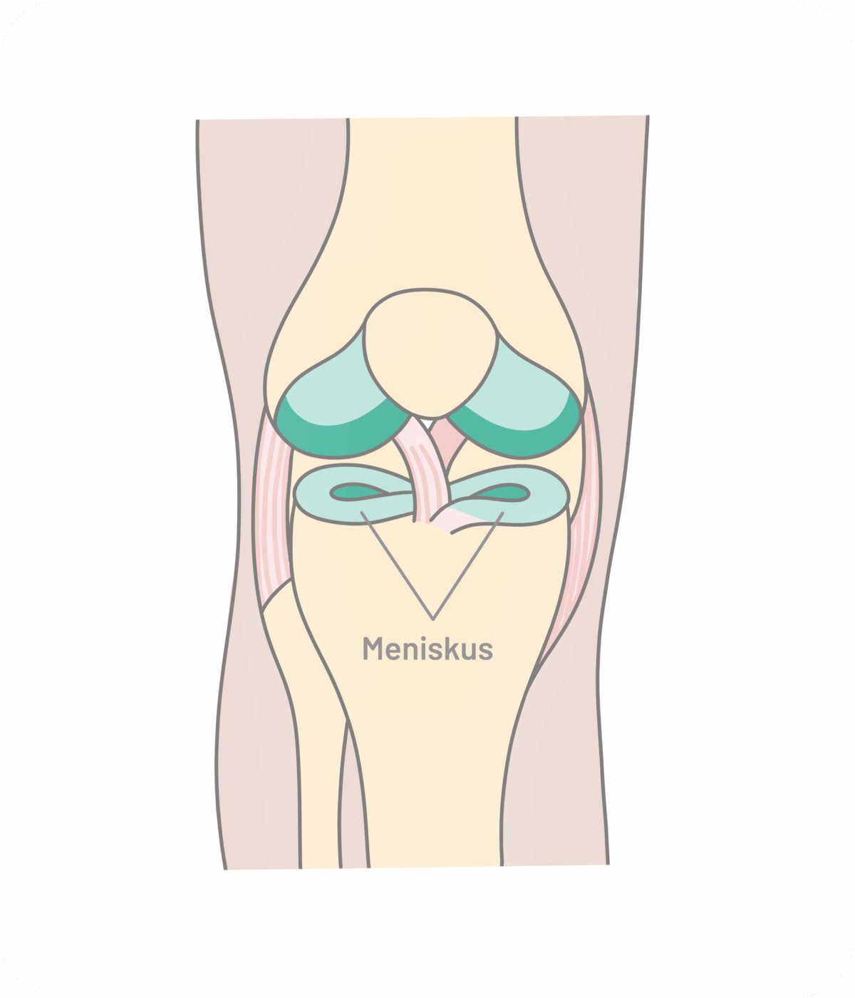 Grafik vom Aufbau des Meniskus